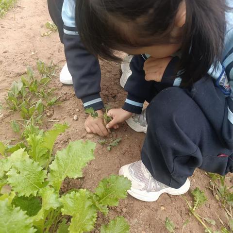 好事花生——安丘市官庄镇中心幼儿园大二班生成课程