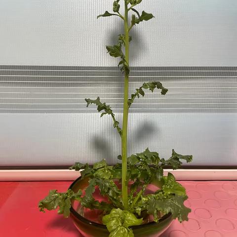 萝卜花随想