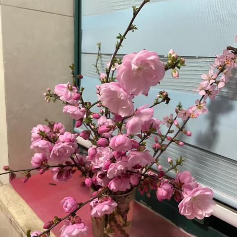 花瓶里的榆叶梅