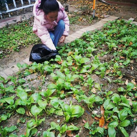 体验劳动之美  分享快乐美食——合肥市香格里拉小学六（3）中队体验劳动实践成果活动（四）