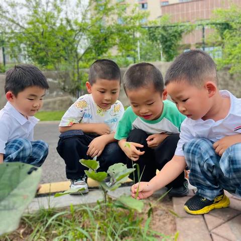 等一朵花开——2024年春期附幼中一班第十二周精彩回顾