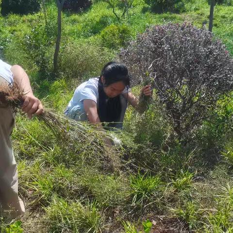 以劳树德 以行润心——郭里集中心小学劳动实践基地拔草活动