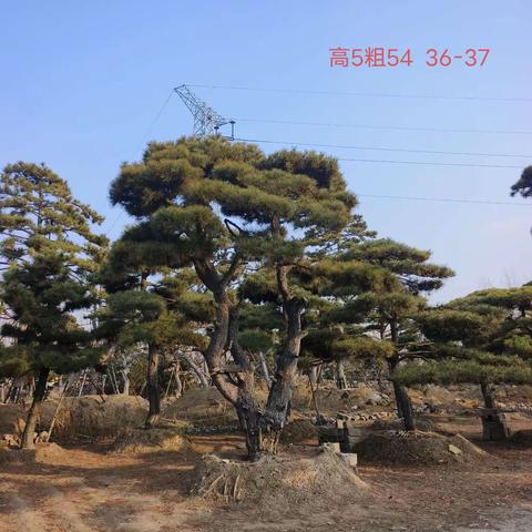 泰山松保平安②西安