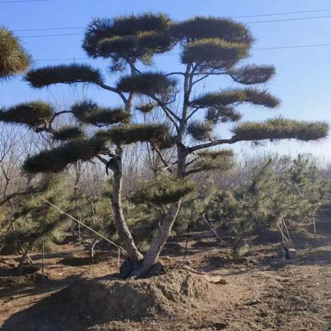 山东泰安泰山松艺园