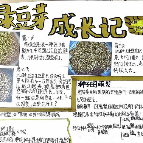 《豆芽成长记》