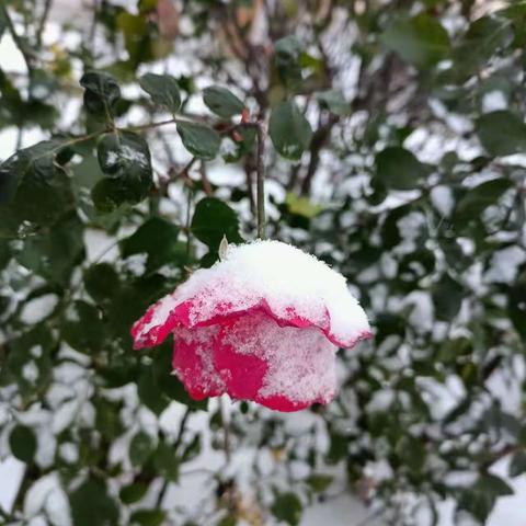 雪花纷飞扮校园，安全出行记心间