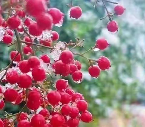 回望·反思·成长——西工第二外国语小学2024-2025学年第一学期期末卷面分析会暨课堂教学总结