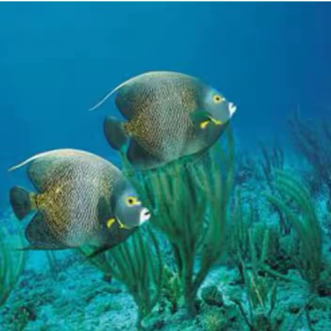 “小童话”里的“大世界”——二20中队张左迪的“小小故事我来讲”活动展示