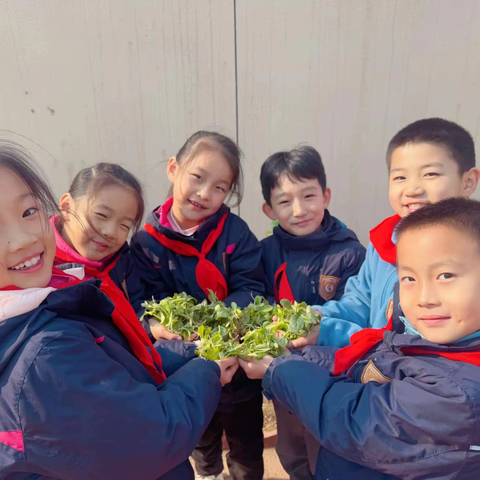 “绿意盎然，收获满满” —二20中队蔬菜大丰收