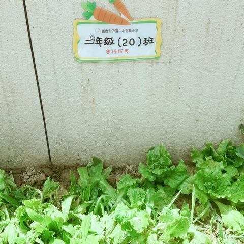 从嫩芽到餐桌：一场跨越季节的生命教育 -二20中队“春种夏收”一米农场成长记