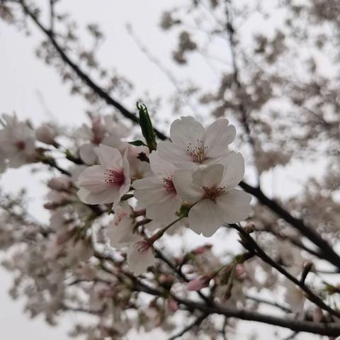 鸠江区老年大学李曼老师带领团队：赴樱花🌸🌸🌸之约一一记实