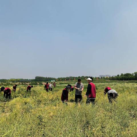 投身劳动实践  共筑青春梦想——开封市杏花营中学劳动实践活动纪实