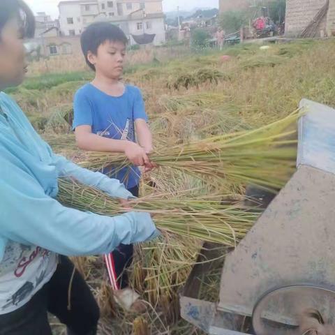 “劳动励心志，实践促成长”——兴业县卖酒镇周覃小学开展学农社会实践活动