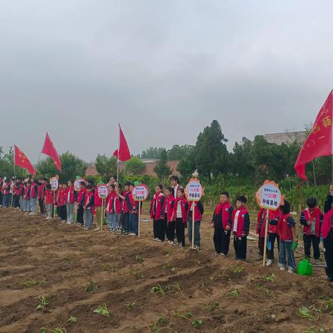 种下一抹绿色  收获累累硕果——薛西中心小学主题实践种植活动