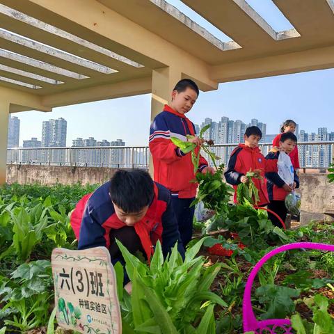 采摘快乐，收获成长 ——新余市明志小学六（3）班摘菜烹饪劳动实践活动