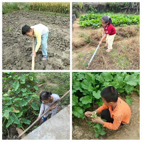 “田间劳作悟真谛”——容县杨村镇中心学校界牌校区开展社会劳动教育实验活动 ‍