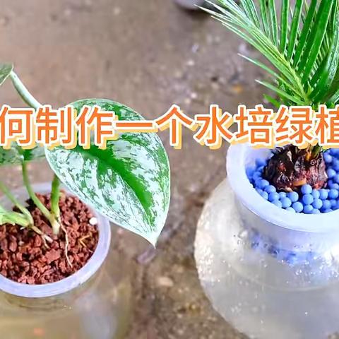 制作水培植物的准备工作