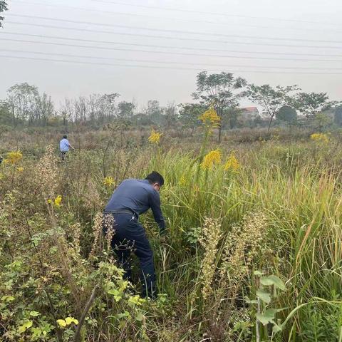 集中清除“加拿大一枝黄花”严护生态安全