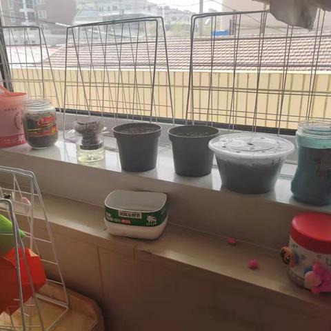 “青青绿色 亲亲家园”——怀安县幼儿园植物角种植活动