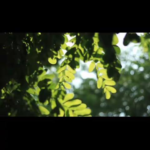 《数千古风流人物》主题活动——思茅一中高一年级513班