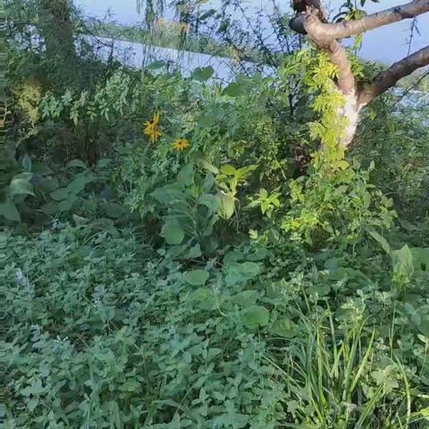 〔正宫•醉太平〕秋日河边闻虫鸣