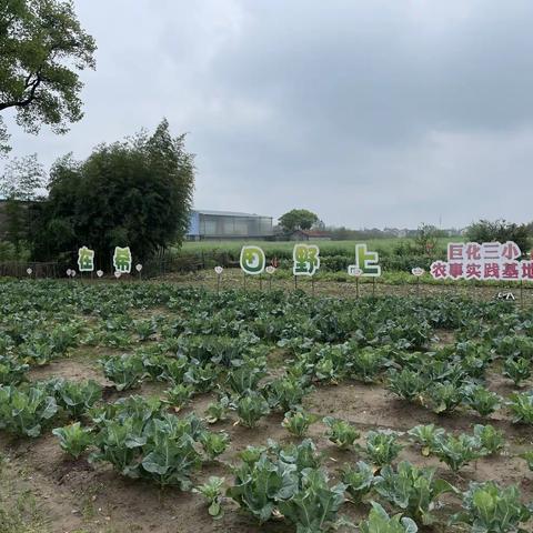 四月正是春耕时节————巨化三小五一班劳动实践活动