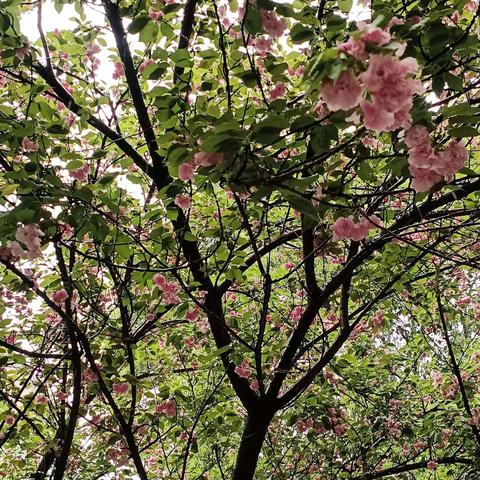 花会沿途盛开 风景在路上