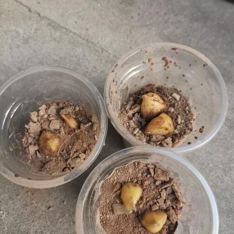 三3️⃣班邓多皓《植物生长过程》