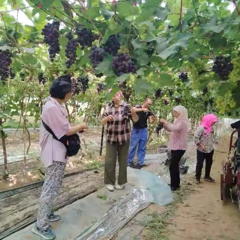 明珠西路户外“采摘葡萄”客户答谢活动🍇🍇🍇