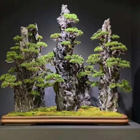 赣州百松盆景园,黄杨树,罗汉松,台湾附石真柏,礼品花卉,园艺盆景,花卉种植,园林,别墅庭院设计,赣州盆景销售基地电话