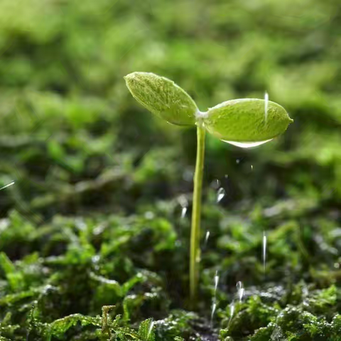 小种子作品（31）2023级7班