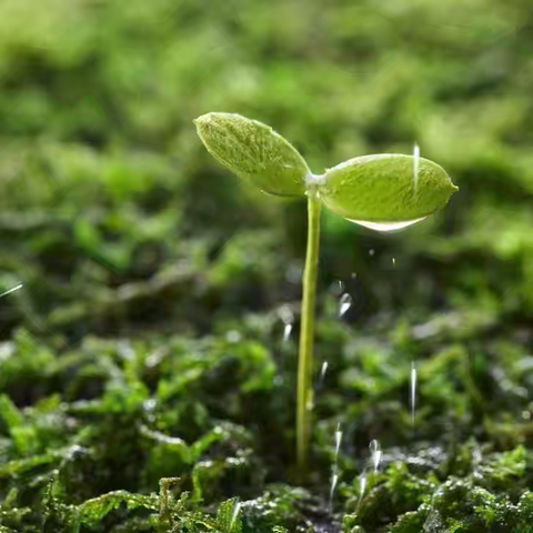 小种子作品（37） 2023级7班