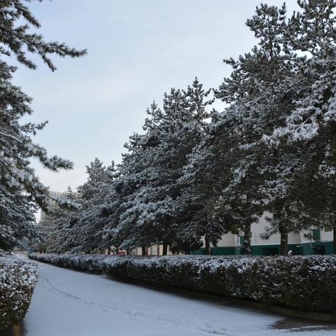 党员干部齐奋战 铲雪护粮保安全