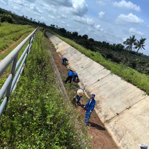 重兴分干渠渠底清草及防范未来新生成台风专题会