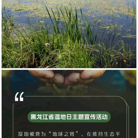 新林林业局富林林场开展2025年湿地保护宣传月 和“黑龙江湿地日”宣传活动