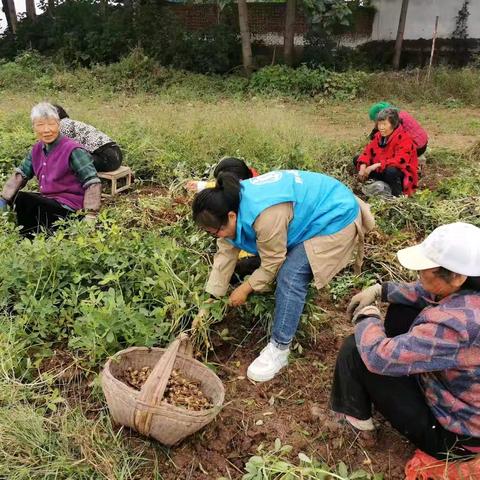 爱心汇聚花生田，真情助农暖金秋