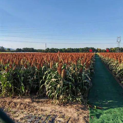 （附中学子这样过国庆）金秋十月，喜迎丰收 ，忻州市师院附中附属学院初二13班张誉翔实践活动小记。 班主任：指导老师：张婧 学生：张誉翔