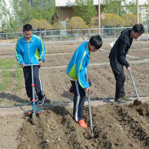 劳动结硕果，基地喜丰收——高升学校八年一班劳动实践基地收获啦！