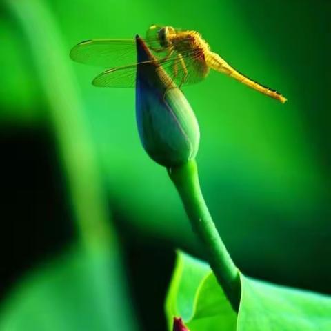 《小荷书院》佳作赏析 (第一百六十八期)——滦州市第三实验小学四、1班专刊