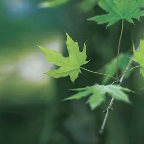 拜访白头叶猴 保护濒危动物－－凭祥市高级中学体验式研学活动