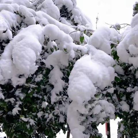 【安全教育】雪纷飞，爱相随——高新首府品格幼儿园雪❄️天温馨提示