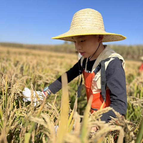 采摘金秋硕果，享受劳动快乐——钢都教育集团五年13班劳动实践活动