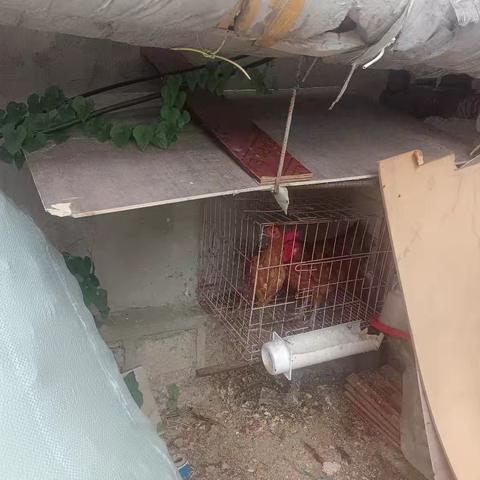 蓝格格巧解千千结之网格员隆春菊手记