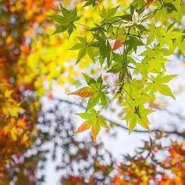 “霜降”  秋季最后一个节气