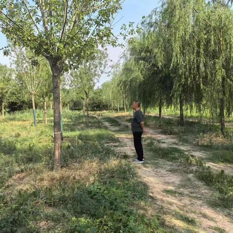 筑牢生态屏障，守护生命之翼——高庄镇野生动物保护行动全纪实