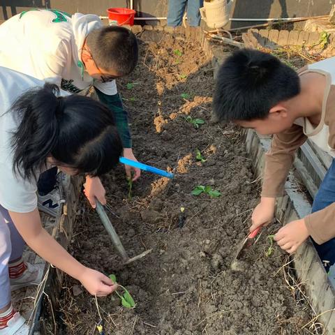 孩子们的园艺梦想：种植自己的白菜