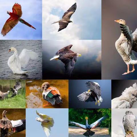 翠峰镇清河小学保护野生鸟类 倡议书