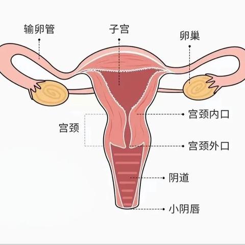 镜观其变，探秘子宫