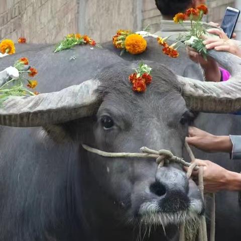 攀枝花开映村寨 牛戴花节传非遗卧龙街道攀枝花社区“牛戴花节”﻿﻿圆满落幕