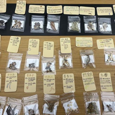 【植物研究社】弘扬中医文化 传承国粹精神——“中医药文化进校园”活动第二期之为常见中药制作“身份证”